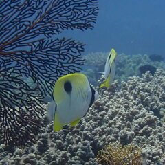 Chaetodon unimaculatus