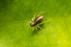Phintella bifurcilinea