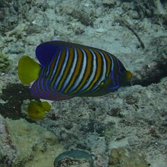 Pygoplites diacanthus