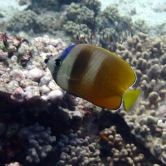 Chaetodon kleinii