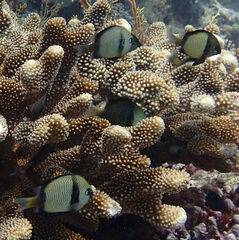 Dascyllus reticulatus