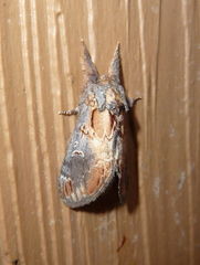 Notodonta scitipennis
