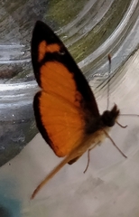 Tegosa