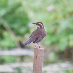 Cinclodes patagonicus