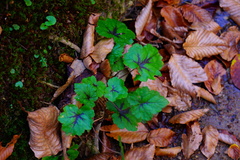 Tiarella cordifolia