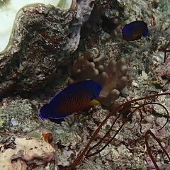 Centropyge bispinosa