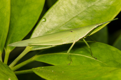 Atractomorpha sinensis