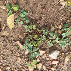 Desmanthus velutinus