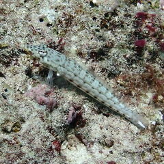 Parapercis clathrata