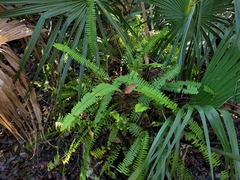 Nephrolepis cordifolia