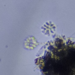 Anthophysa vegetans