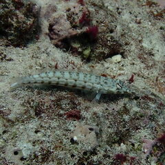 Parapercis clathrata