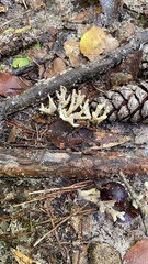 Clavulina floridana