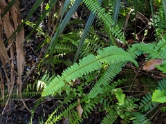 Nephrolepis cordifolia