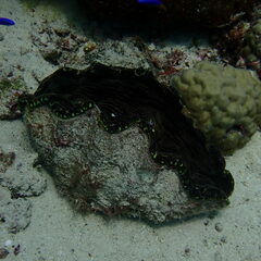 Tridacna derasa