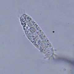 Hypotrichia
