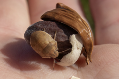 Sphyrocoris obliquus