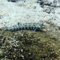 Parapercis clathrata