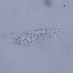 Hypotrichia