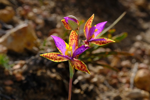 Image of Thelymitra pulcherrima by (c) Peter Crowcroft, some rights reserved (CC BY)