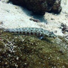 Parapercis clathrata