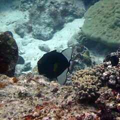 Melichthys vidua