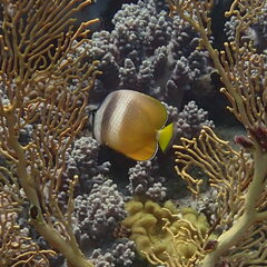 Chaetodon kleinii