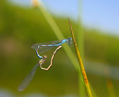Enallagma laterale