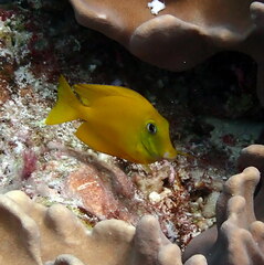 Acanthurus olivaceus