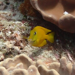 Acanthurus olivaceus