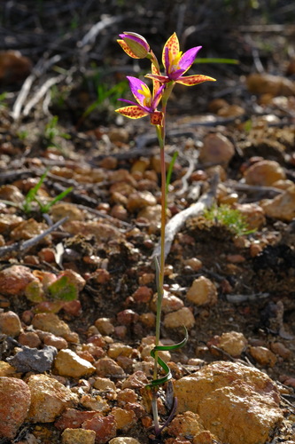 Image of Thelymitra pulcherrima by (c) Peter Crowcroft, some rights reserved (CC BY)