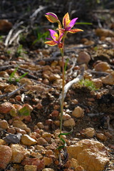 Thelymitra pulcherrima
