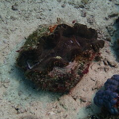 Tridacna derasa