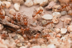 Forelius pruinosus