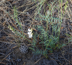 Vicia costata