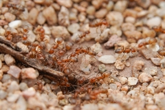 Forelius pruinosus