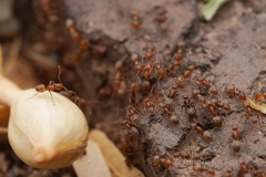 Forelius pruinosus