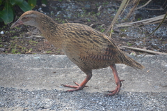 Gallirallus australis australis