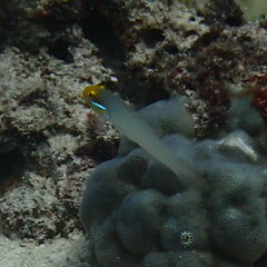 Valenciennea strigata