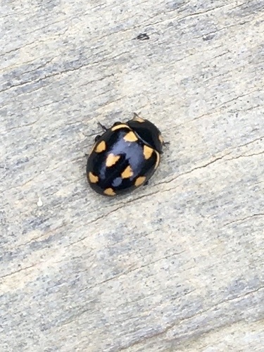Photo of Orange-spotted Ladybird Beetle