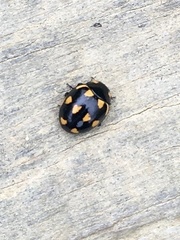 Coccinella leonina