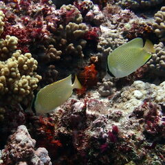 Chaetodon citrinellus