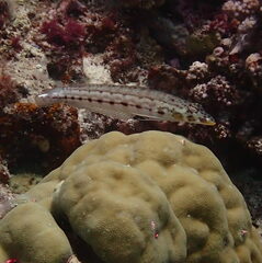 Parapercis clathrata