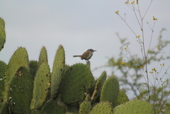 Campylorhynchus jocosus