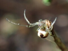 Zygiellinae