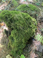 Callicladium imponens