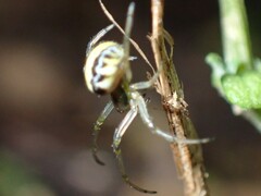 Zygiellinae