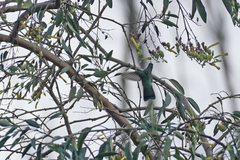 Chlorostilbon melanorhynchus