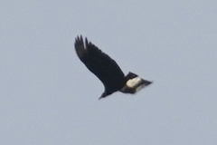 Coragyps atratus