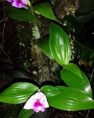 Sobralia